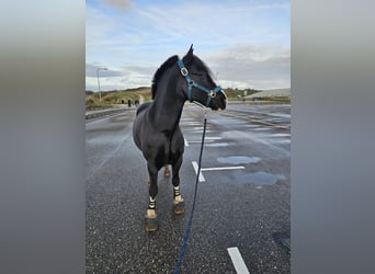 Tinker, Caballo castrado, 7 años, 144 cm, Castaño oscuro