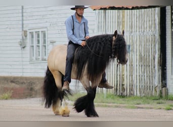 Tinker, Caballo castrado, 7 años, 147 cm, Buckskin/Bayo