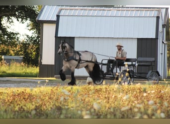 Tinker, Caballo castrado, 7 años, 147 cm, Buckskin/Bayo