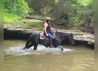 Tinker Mestizo, Caballo castrado, 7 años, 150 cm, Negro