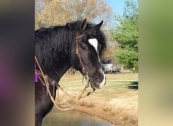 Tinker Mestizo, Caballo castrado, 7 años, 150 cm, Negro