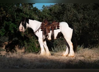 Tinker, Caballo castrado, 7 años, 152 cm