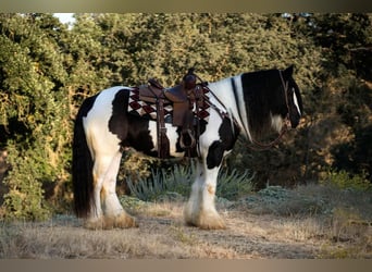 Tinker, Caballo castrado, 7 años, 152 cm