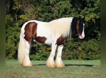 Tinker, Caballo castrado, 7 años, 152 cm, Castaño rojizo