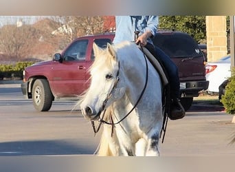 Tinker, Caballo castrado, 7 años, 152 cm, Tordo
