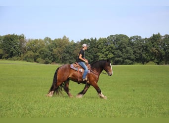 Tinker, Caballo castrado, 7 años, 157 cm, Castaño rojizo