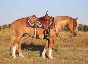 Tinker Mestizo, Caballo castrado, 7 años, Alazán rojizo