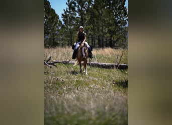 Tinker Mestizo, Caballo castrado, 7 años, Alazán rojizo