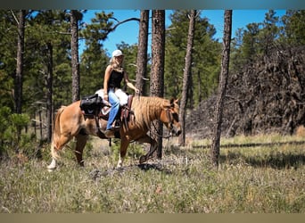 Tinker Mestizo, Caballo castrado, 7 años, Alazán rojizo