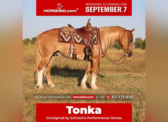 Tinker Mestizo, Caballo castrado, 7 años, Alazán rojizo