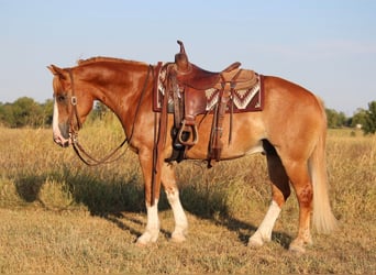 Tinker Mestizo, Caballo castrado, 7 años, Alazán rojizo