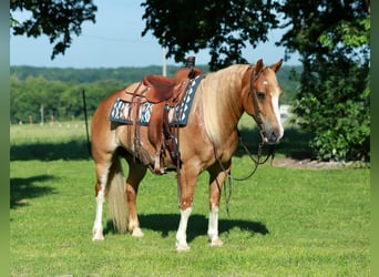 Tinker Mestizo, Caballo castrado, 7 años, Alazán rojizo