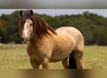 Tinker, Caballo castrado, 7 años, Buckskin/Bayo