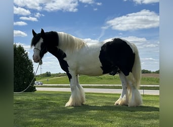 Tinker, Caballo castrado, 7 años, Pío