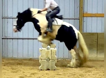Tinker, Caballo castrado, 7 años, Pío