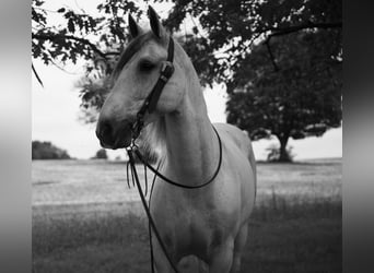 Tinker, Caballo castrado, 7 años, Tordo