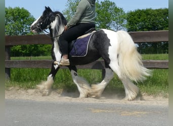 Tinker, Caballo castrado, 8 años, 128 cm, Pío