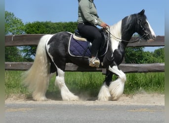 Tinker, Caballo castrado, 8 años, 128 cm, Pío