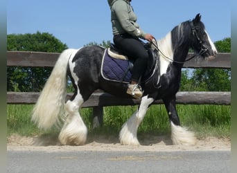 Tinker, Caballo castrado, 8 años, 128 cm, Pío