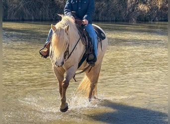 Tinker Mestizo, Caballo castrado, 8 años, 132 cm, Palomino