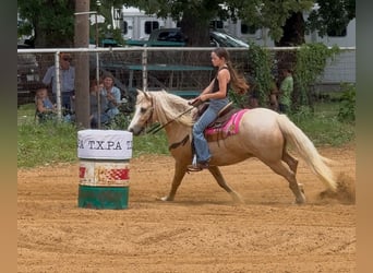 Tinker Mestizo, Caballo castrado, 8 años, 132 cm, Palomino