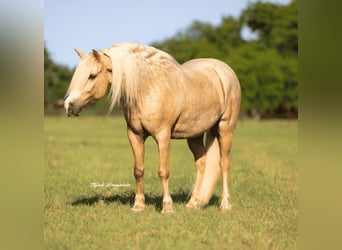 Tinker Mestizo, Caballo castrado, 8 años, 132 cm, Palomino