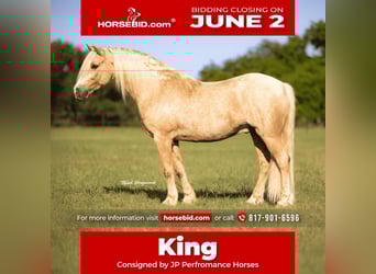 Tinker Mestizo, Caballo castrado, 8 años, 132 cm, Palomino