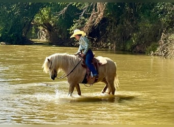 Tinker Mestizo, Caballo castrado, 8 años, 132 cm, Palomino