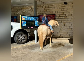 Tinker Mestizo, Caballo castrado, 8 años, 132 cm, Palomino