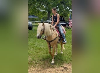 Tinker Mestizo, Caballo castrado, 8 años, 132 cm, Palomino