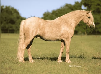 Tinker Mestizo, Caballo castrado, 8 años, 132 cm, Palomino
