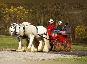 Tinker, Caballo castrado, 8 años, 132 cm, White/Blanco