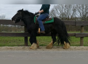 Tinker, Caballo castrado, 8 años, 134 cm, Negro