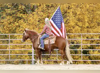 Tinker Mestizo, Caballo castrado, 8 años, 137 cm, Alazán rojizo