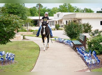 Tinker Mestizo, Caballo castrado, 8 años, 137 cm, Pío