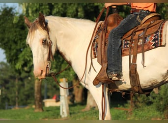 Tinker, Caballo castrado, 8 años, 142 cm, Alazán-tostado