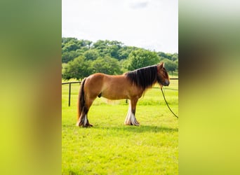 Tinker, Caballo castrado, 8 años, 142 cm, Castaño rojizo