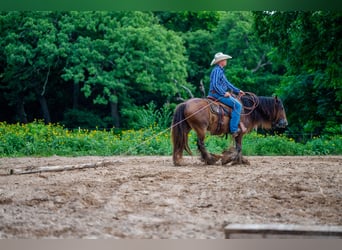 Tinker, Caballo castrado, 8 años, 142 cm, Castaño rojizo