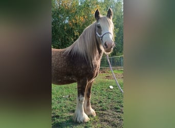 Tinker, Caballo castrado, 8 años, 145 cm, Palomino