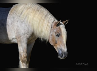 Tinker Mestizo, Caballo castrado, 8 años, 147 cm, Ruano alazán