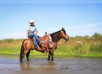 Tinker Mestizo, Caballo castrado, 8 años, 150 cm, Castaño rojizo