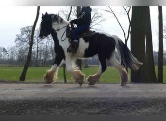 Tinker, Caballo castrado, 8 años, 151 cm, Pío