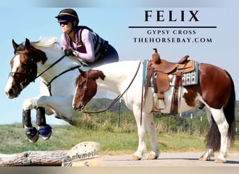 Tinker, Caballo castrado, 8 años, 152 cm, Castaño rojizo