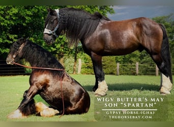 Tinker, Caballo castrado, 8 años, 152 cm, Negro