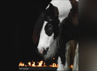 Tinker, Caballo castrado, 8 años, 152 cm, Tobiano-todas las-capas
