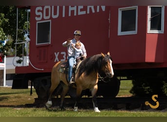 Tinker Mestizo, Caballo castrado, 8 años, 160 cm, Bayo