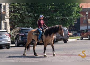 Tinker Mestizo, Caballo castrado, 8 años, 160 cm, Bayo