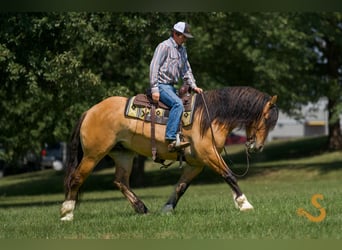 Tinker Mestizo, Caballo castrado, 8 años, 160 cm, Bayo
