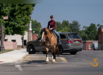 Tinker Mestizo, Caballo castrado, 8 años, 160 cm, Bayo