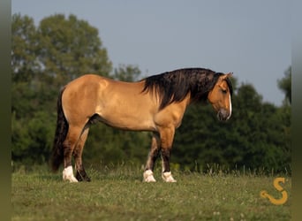 Tinker Mestizo, Caballo castrado, 8 años, 160 cm, Bayo